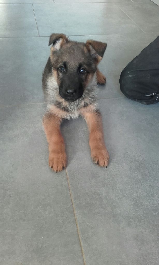 Du fils de la montagne - Chiots disponibles - Berger Allemand